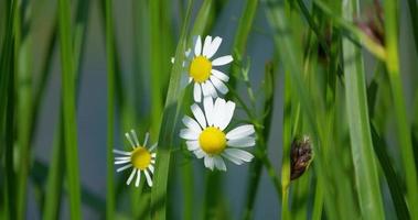 Vegetation in the swamp,background with green reed near river video