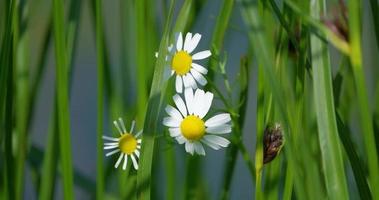 végétation dans le marais, arrière-plan avec roseau vert près de la rivière video