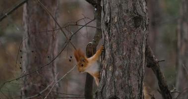 Close up of squirrel on the tree in the winter video