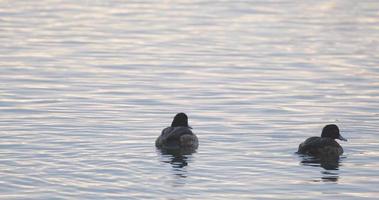 pato tufted o pájaro aythya fuligula en el lago video