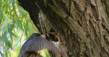 Common starling or Sturnus vulgaris singing on tree UHD 4K video