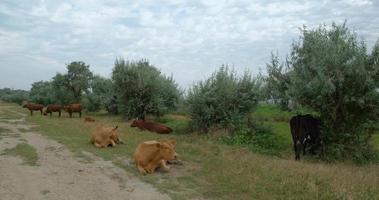 Cow eat grass on the field video