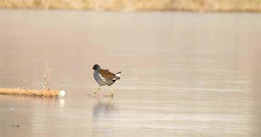 Polla de agua común o pájaro gallinula chloropus caminar sobre el hielo video