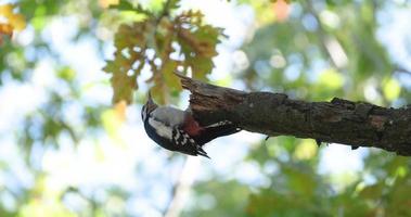 pica-pau manchado menor ou pássaro menor dryobates na árvore video