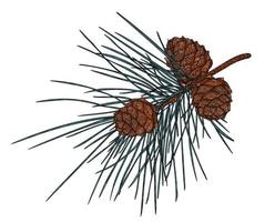 Realistic Cedar Branch with cones, illustration of Christmas and New Year. vector