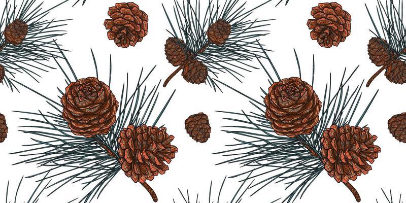 White seamless pattern of Christmas cedar branches with cones