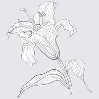 Oriental Lily flower, line art style illustration vector