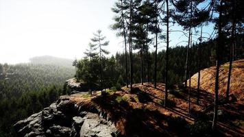Beautiful remote evergreen forest in mountain video