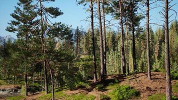 bella foresta sempreverde remota in montagna video