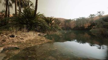 Colorful scene with a palm tree over a small pond in a desert oasis video