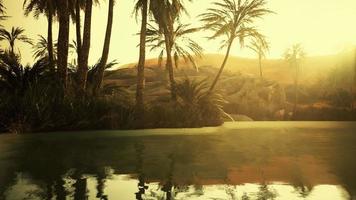 Colorful scene with a palm tree over a small pond in a desert oasis