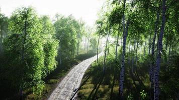 camino sucio a través del bosque de verano