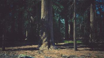 Early morning sunlight in the Sequoias of Mariposa Grove video