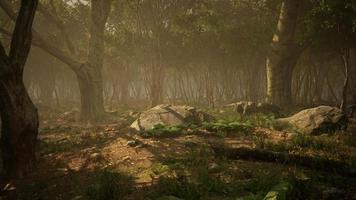 Roots of a tree in a misty forest video