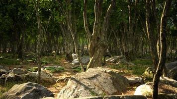 radici di un albero in una foresta nebbiosa video