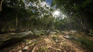 radici di un albero in una foresta nebbiosa video