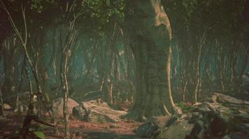radici di un albero in una foresta nebbiosa video