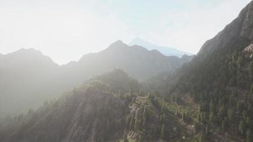 Fir and other pine trees on mountains on a sunny end of summer video