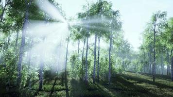 les bouleaux aux feuilles vertes se balancent dans le vent fort video