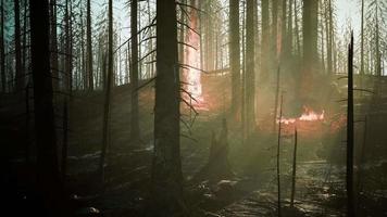 incêndio florestal com árvores queimadas após o incêndio