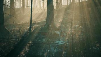 feu de forêt avec des arbres brûlés après un incendie de forêt video