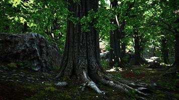 detaljerad närbild på en skogsmarkstruktur med mossa video