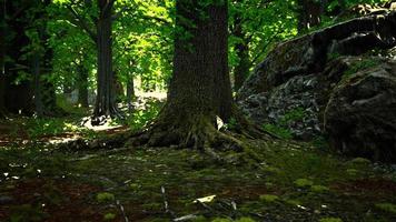 radici degli alberi e sole in una foresta verde video