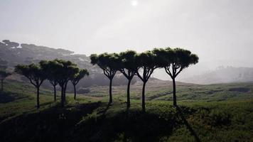 árvores de acácia dispersas distantes cobrindo colinas na paisagem africana na namíbia video