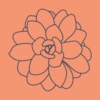 Succulent doodle pattern. Desert flower sketch. Succulent line art background. Outline drawing plant. vector