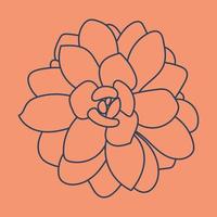 Succulent doodle pattern. Desert flower sketch. Succulent line art background. Outline drawing plant.