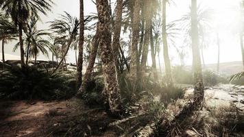 a trilha oásis de palmeiras é uma das muitas caminhadas populares no parque nacional video
