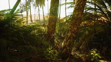 el sendero del oasis de palmeras es una de las muchas caminatas populares en el parque nacional