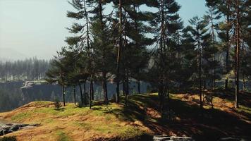 vacker avlägsen vintergrön skog i berg video