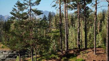 hermoso bosque siempreverde remoto en la montaña video