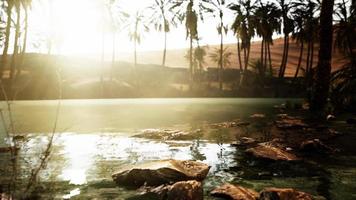 Colorful scene with a palm tree over a small pond in a desert oasis video