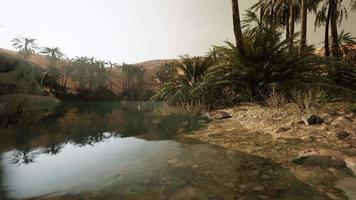 Colorful scene with a palm tree over a small pond in a desert oasis video