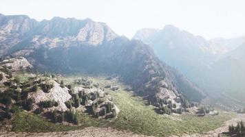 Fir and other pine trees on mountains on a sunny end of summer video