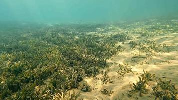 View of the sandy bottom with algae. Green grass and yellow sand of the underwater world. Dynamic movement of the camera during shooting. The camera floats over the seabed. video