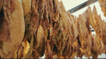 Tobacco production and drying in a greenhouse. Tobacco drying and hanging against a bright sky. video