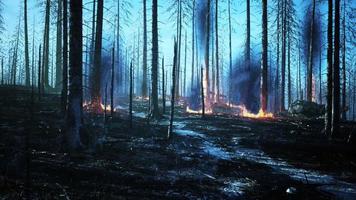 un feu de forêt avec un arbre tombé est brûlé au sol video