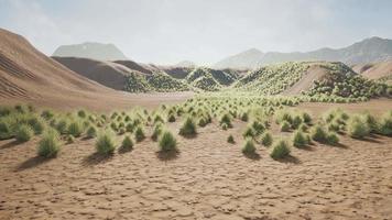 zona desértica cerca de un oasis con vegetación arbustiva video