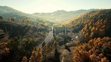 Beautiful landscape of a golden yellow and green forest video