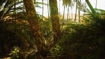 a trilha oásis de palmeiras é uma das muitas caminhadas populares no parque nacional video