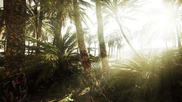 The Palms Oasis trail is one of many popular hikes in National Park video