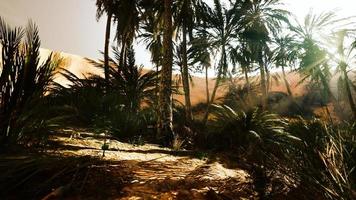 el sendero del oasis de palmeras es una de las muchas caminatas populares en el parque nacional video