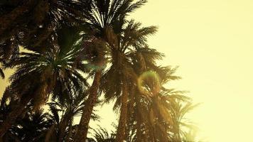 Underside of the coconuts tree with clear sky and shiny sun video