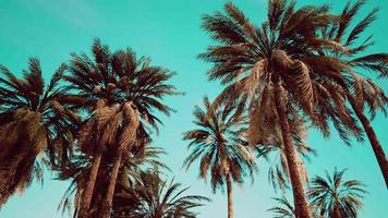 Underside of the coconuts tree with clear sky and shiny sun video