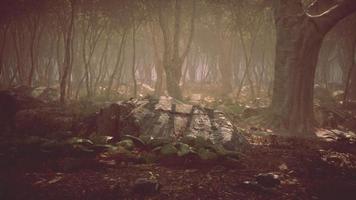 Roots of a tree in a misty forest video