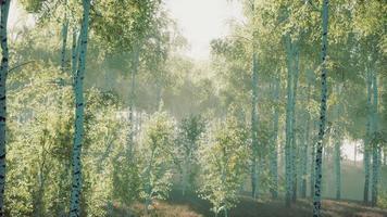 panorama della foresta di betulle con la luce del sole video