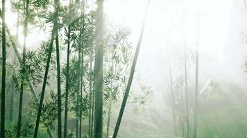 floresta de bambu asiática com clima de neblina matinal video